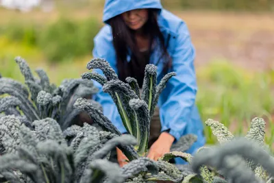 Teresa Shiraishi tends to her small organic flower and vegetable farm in Sequim, Washington on July 24, 2023. Siraishi is a Clinical Social Work/Therapist with a focus on racial identity and trauma, among other things. She also has a background in social justice organizing. For the past few years she and her husband have turned some of their focus to organic farming.